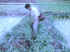 A man catching the Betta splendens in the rice field ditch