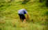 A boy open the wild grass to see the bubble nest