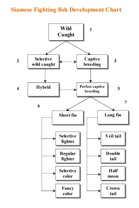 Betta Genetics Chart